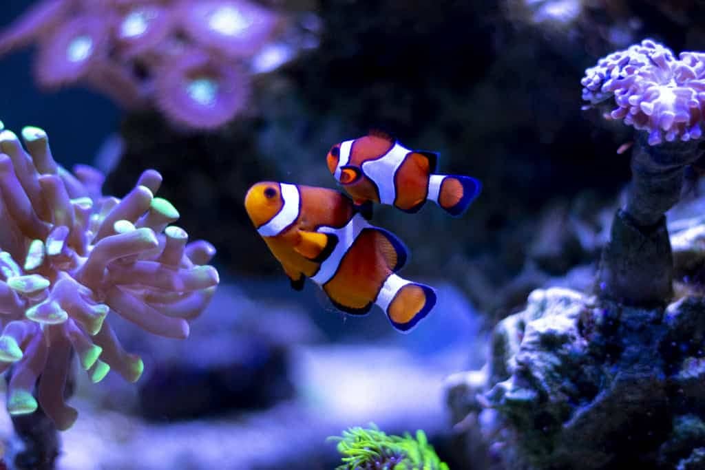 Nemo! Mudanças climáticas fazem peixes-palhaço diminuírem de tamanho
